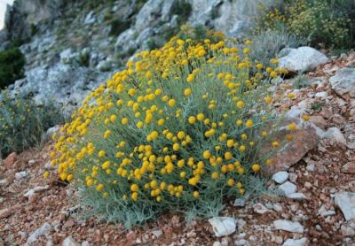 Santolina insularis