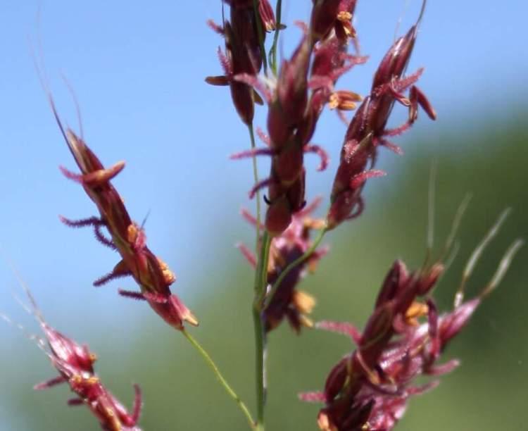 Sorghum halepense (L.) Pers.