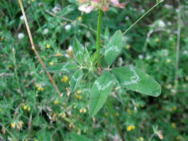 Trifolium vesiculosum Savi