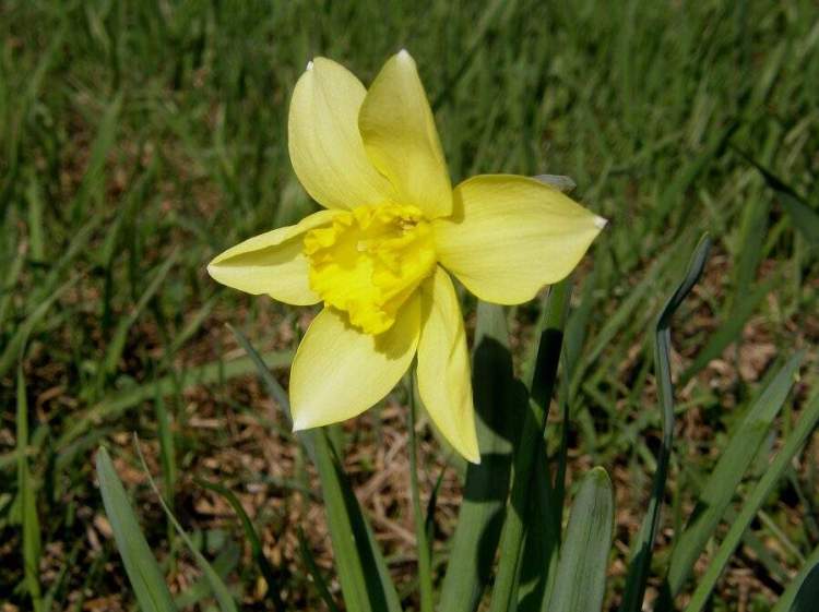 Narcissus x incomparabilis Mill.