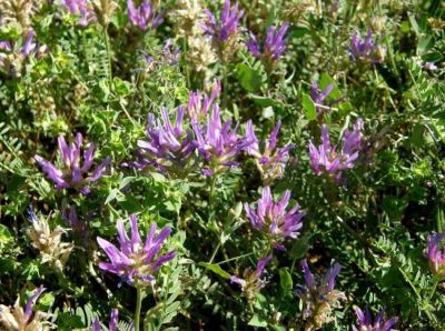 Astragalus onobrychis L. 