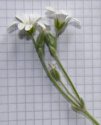 Cerastium tomentosum - 