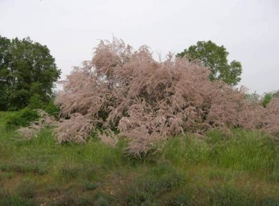 Tamarix parviflora