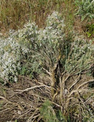 Thymus vulgaris L.