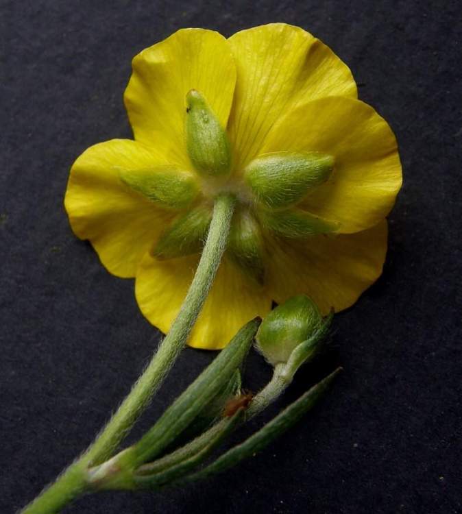 Ranunculus breyninus Crantz