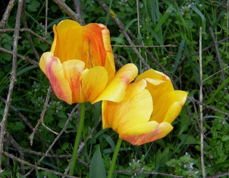 Tulipa gesneriana L.