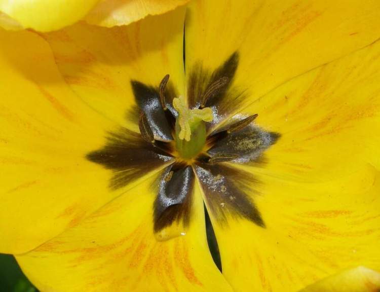 Tulipa gesneriana L.