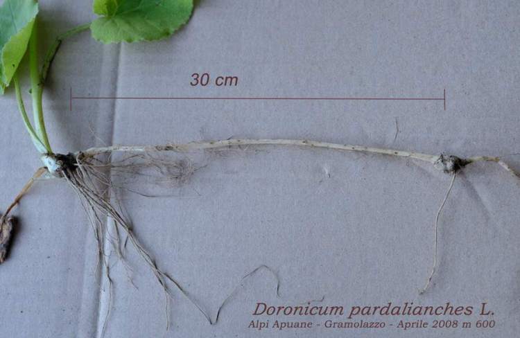 Doronicum pardalianches L.