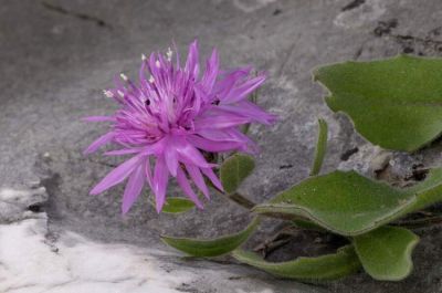 Centaurea montisborlae