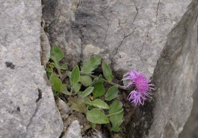 Centaurea montisborlae