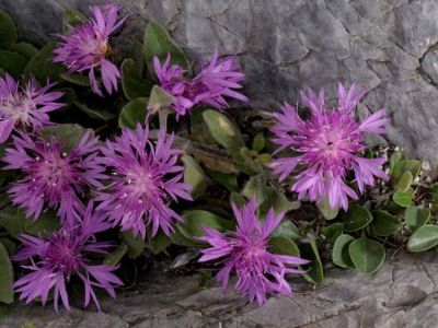 Centaurea montisborlae