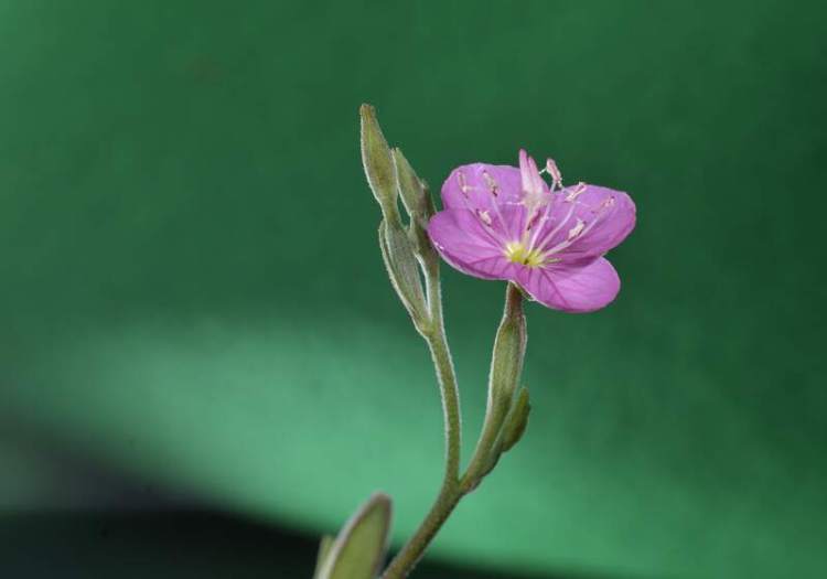 Oenothera rosea L'HÃ©r.