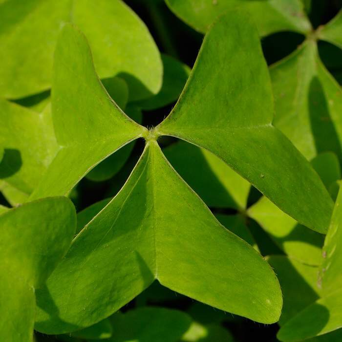Oxalis latifolia Kunth