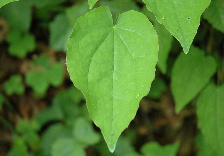 Epimedium alpinum L.
