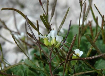Arabis bellidifolia Crantz subsp. stellulata (Bertol.) Greuter & Burdet 