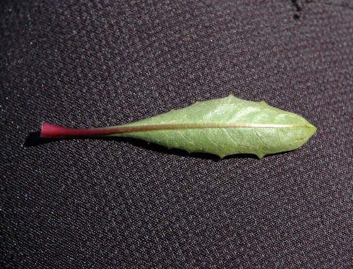 Primula glutinosa Wulfen