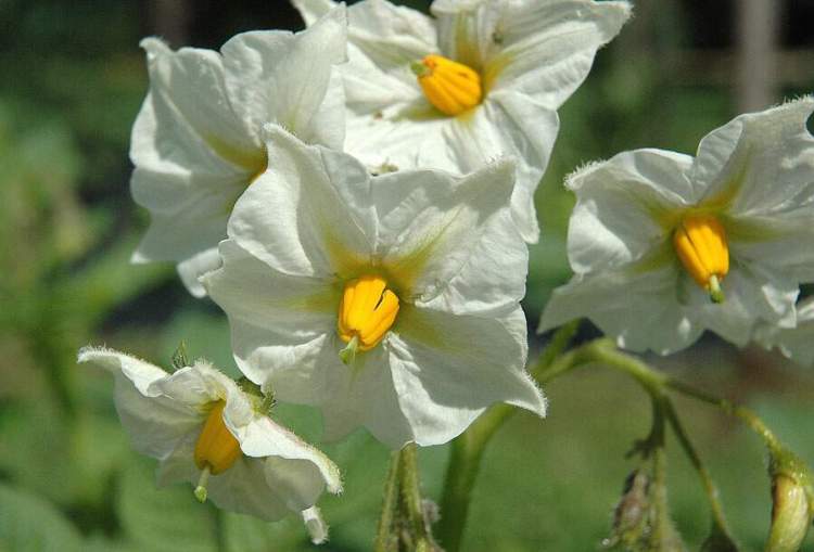 Solanum tuberosum L.