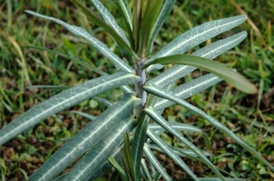 Euphorbia lathyris