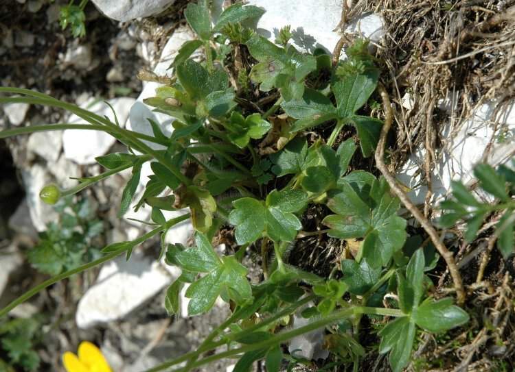 Ranunculus montanus Willd.