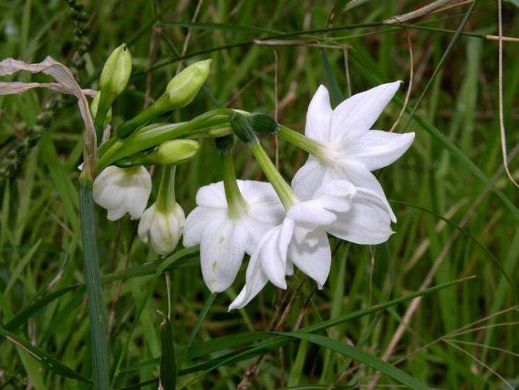 Narcissus papyraceus Ker Gawl.