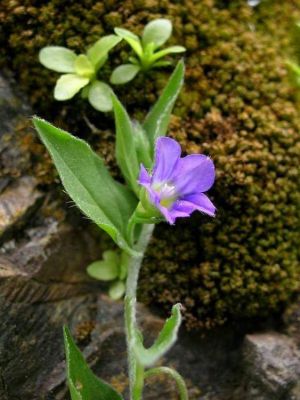 Convolvulus siculus subsp. siculus - 