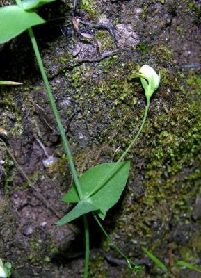 Lathyrus aphaca subsp. aphaca - 