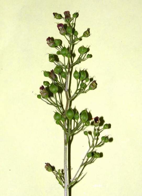 Scrophularia nodosa L.