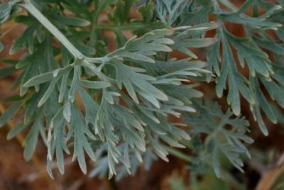 Artemisia absinthium