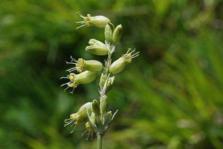 Silene roemeri Friv. subsp. staminea (Bertol.) Nyman