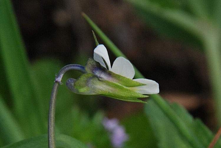Viola arvensis Murray