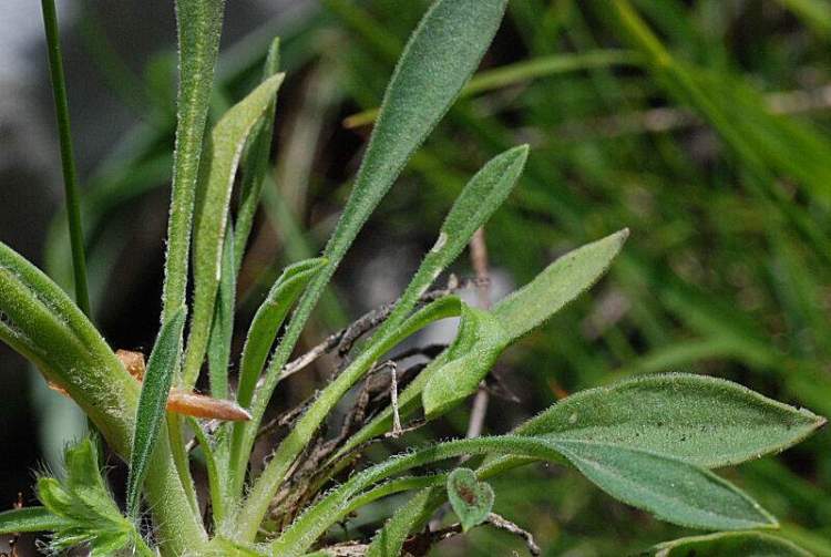 Silene roemeri Friv. subsp. staminea (Bertol.) Nyman