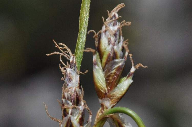Carex macrolepis DC.