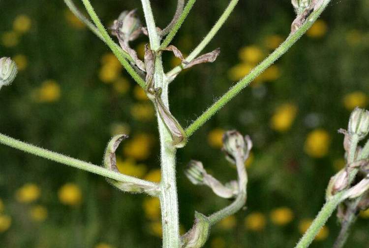 Crepis vesicaria L.