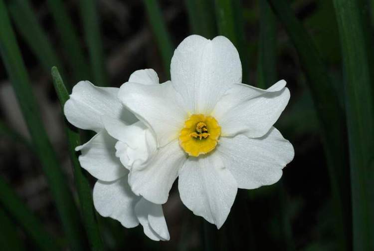 Narcissus / n ɑr ˈ s ɪ s ə s / is a genus of predominantly spring 