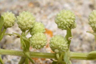 Galium verrucosum