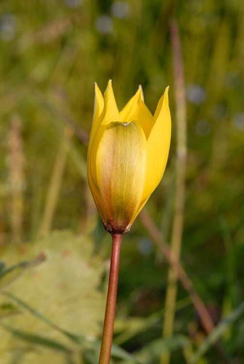 Tulipa sylvestris L.