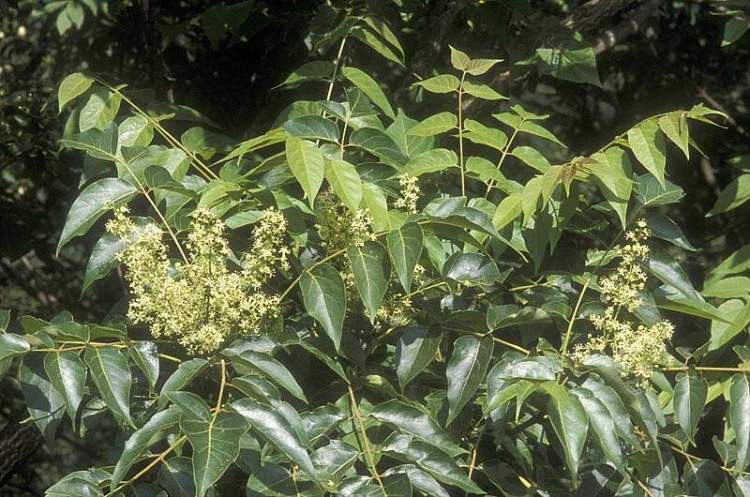 Ailanthus altissima (Mill.) Swingle