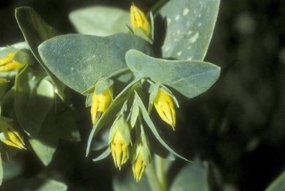 Cerinthe minor subsp. minor - a