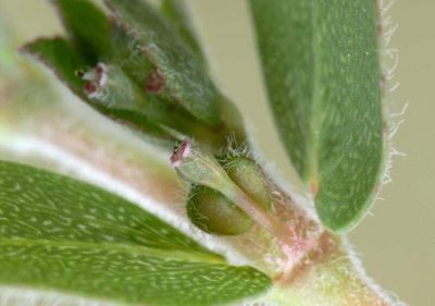 Euphorbia prostrata Aiton