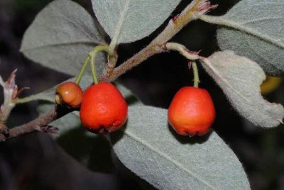 Cotoneaster integerrimus - North America
