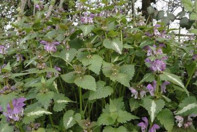 Lamium maculatum L.