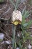 Fritillaria involucrata - Credit: Photo by Patrizia Ferrari