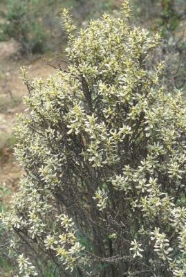 Thymelaea tartonraira subsp. tartonraira - 