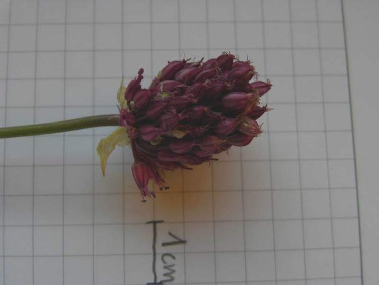 Allium amethystinum Tausch