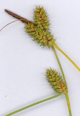 Carex extensa - 