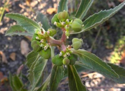 Euphorbia dentata - North America