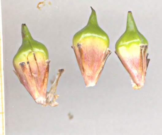 Sparganium erectum L. subsp. erectum
