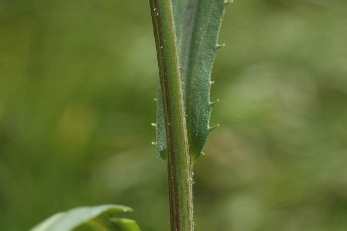 Leucanthemum vulgare aggr.