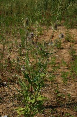 Dipsacus fullonum -