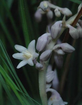 Ophiopogon japonicus - 